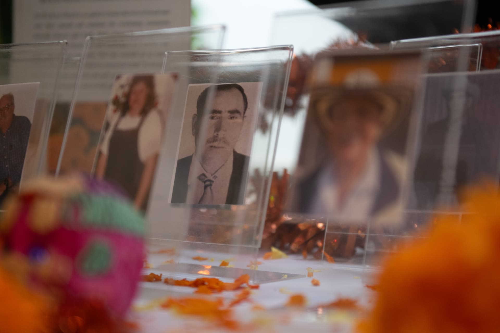 Framed family portraits and marigold petals on a Día de los Muertos ofrenda