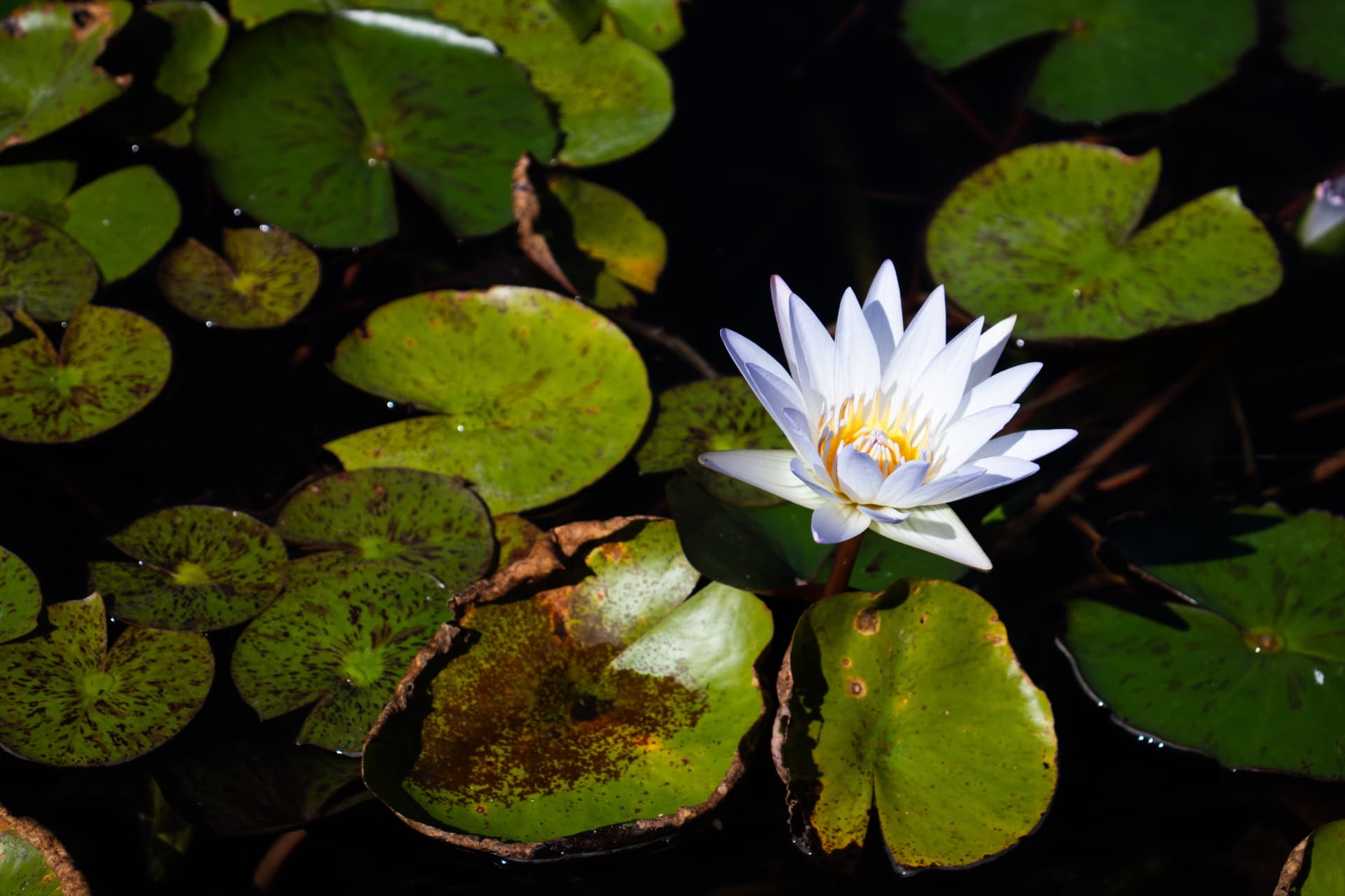White water lily blooming among lily pads