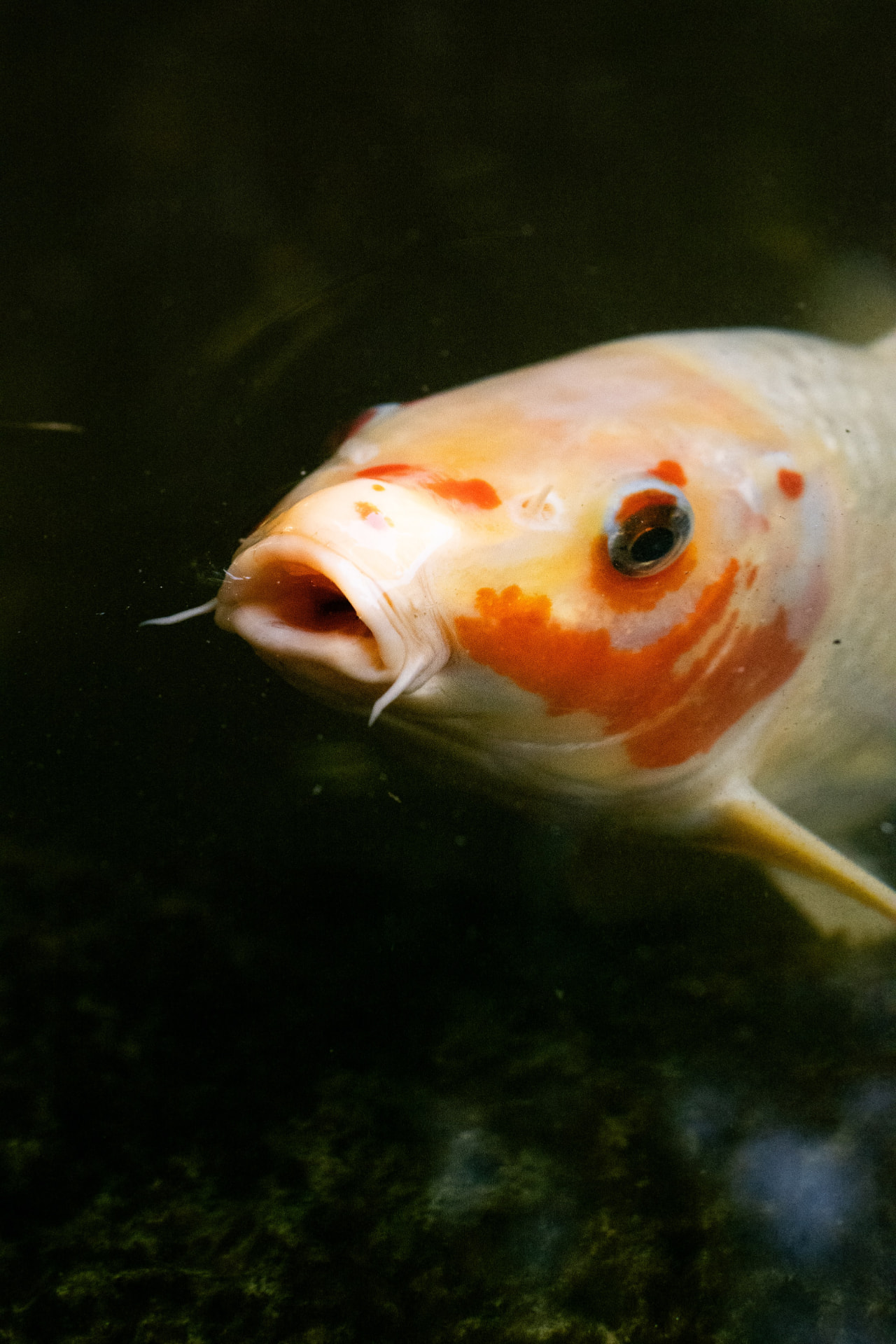 Koi surfacing in a dark garden pond